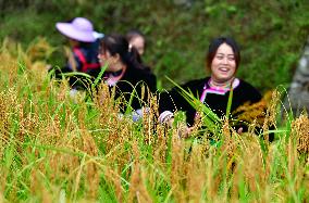 CHINA-GUIZHOU-CONGJIANG-GLUTINOUS RICE-HARVEST (CN)