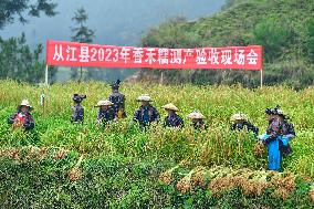 CHINA-GUIZHOU-CONGJIANG-GLUTINOUS RICE-HARVEST (CN)