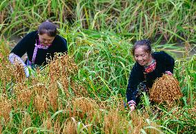 CHINA-GUIZHOU-CONGJIANG-GLUTINOUS RICE-HARVEST (CN)