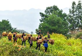 CHINA-GUIZHOU-CONGJIANG-GLUTINOUS RICE-HARVEST (CN)