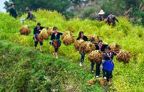 CHINA-GUIZHOU-CONGJIANG-GLUTINOUS RICE-HARVEST (CN)