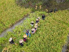 #CHINA-GUIZHOU-CONGJIANG-GLUTINOUS RICE-HARVEST (CN)