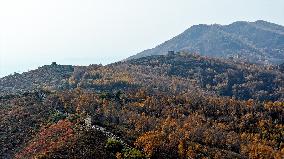 Ming Dynasty Great Wall Autumn Scenery in Zhangjiakou