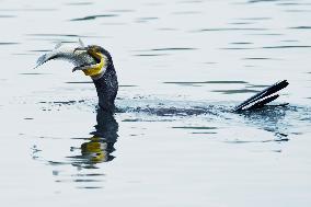 Winter Migrant Cormorants Catch Fish at West Lake in Hangzhou