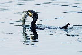 Winter Migrant Cormorants Catch Fish at West Lake in Hangzhou