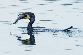 Winter Migrant Cormorants Catch Fish at West Lake in Hangzhou