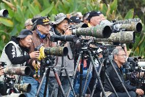 Winter Migrant Cormorants Catch Fish at West Lake in Hangzhou