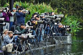 Winter Migrant Cormorants Catch Fish at West Lake in Hangzhou