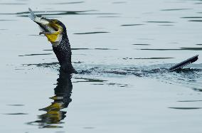 Winter Migrant Cormorants Catch Fish at West Lake in Hangzhou