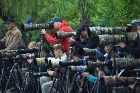 Winter Migrant Cormorants Catch Fish at West Lake in Hangzhou