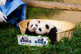 SOUTH KOREA-YONGIN-GIANT PANDA CUBS