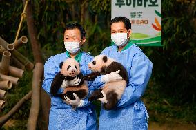 SOUTH KOREA-YONGIN-GIANT PANDA CUBS
