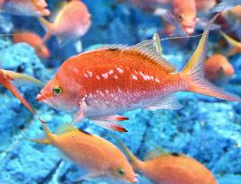 Cherry anthias in central Japan museum