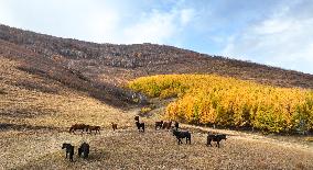 (SKYEYE) CHINA-INNER MONGOLIA-HEXIGTEN BANNER-AUTUMN-SCENERY (CN)