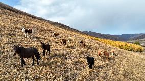 (SKYEYE) CHINA-INNER MONGOLIA-HEXIGTEN BANNER-AUTUMN-SCENERY (CN)