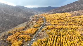 (SKYEYE) CHINA-INNER MONGOLIA-HEXIGTEN BANNER-AUTUMN-SCENERY (CN)