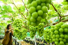 Farmers Pick Grapes in Zaozhuang