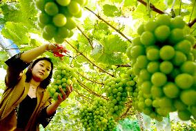 Farmers Pick Grapes in Zaozhuang