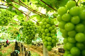 Farmers Pick Grapes in Zaozhuang