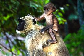Langur Monkeys - India
