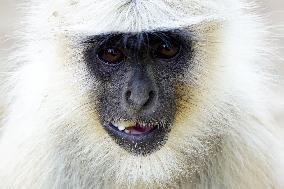 Langur Monkeys - India