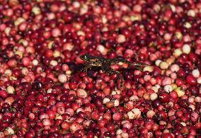 Cranberry Harvest - Canada