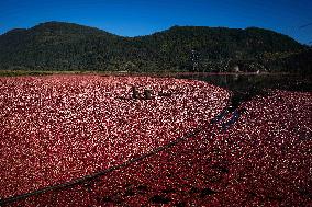 Cranberry Harvest - Canada