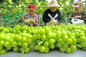 Farmers Pick Grapes in Zaozhuang