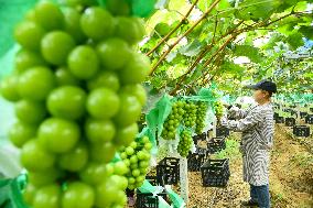 Farmers Pick Grapes in Zaozhuang