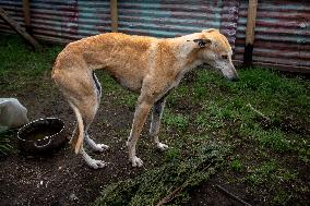 Chile: Greyhound Dog Injured And Abandoned