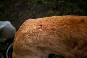 Chile: Greyhound Dog Injured And Abandoned