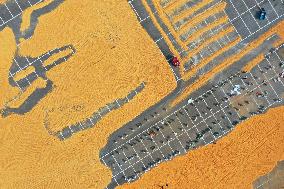 Villagers Dry Corn at a Parking Lot in Xuzhou