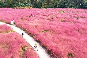 Tourists Enjoy Pink Grass at the Sanqiao Wetland Park in Nanjing