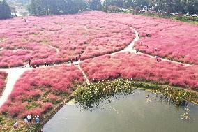 Tourists Enjoy Pink Grass at the Sanqiao Wetland Park in Nanjing