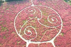 Tourists Enjoy Pink Grass at the Sanqiao Wetland Park in Nanjing