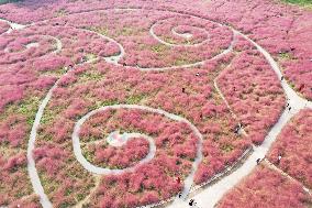 Tourists Enjoy Pink Grass at the Sanqiao Wetland Park in Nanjing