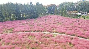 Tourists Enjoy Pink Grass at the Sanqiao Wetland Park in Nanjing