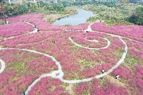 Tourists Enjoy Pink Grass at the Sanqiao Wetland Park in Nanjing