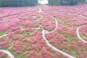 Tourists Enjoy Pink Grass at the Sanqiao Wetland Park in Nanjing