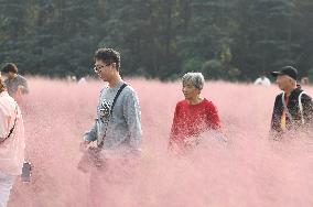 Tourists Enjoy Pink Grass at the Sanqiao Wetland Park in Nanjing