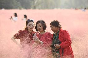 Tourists Enjoy Pink Grass at the Sanqiao Wetland Park in Nanjing