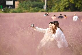 Tourists Enjoy Pink Grass at the Sanqiao Wetland Park in Nanjing