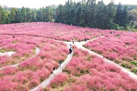 Tourists Enjoy Pink Grass at the Sanqiao Wetland Park in Nanjing