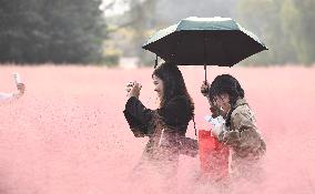 Tourists Enjoy Pink Grass at the Sanqiao Wetland Park in Nanjing