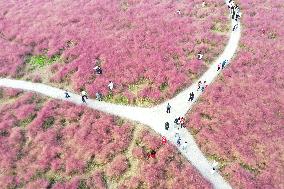 Tourists Enjoy Pink Grass at the Sanqiao Wetland Park in Nanjing