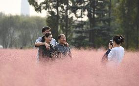 Tourists Enjoy Pink Grass at the Sanqiao Wetland Park in Nanjing