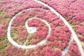 Tourists Enjoy Pink Grass at the Sanqiao Wetland Park in Nanjing