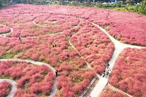 Tourists Enjoy Pink Grass at the Sanqiao Wetland Park in Nanjing