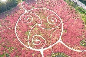 Tourists Enjoy Pink Grass at the Sanqiao Wetland Park in Nanjing