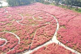 Tourists Enjoy Pink Grass at the Sanqiao Wetland Park in Nanjing